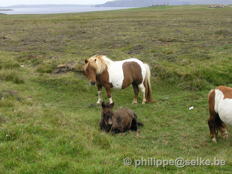 P7060001.JPG - poneys des Shetlands - Shetland (UK)
